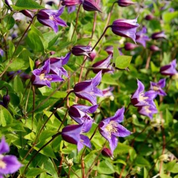 Clematis Prince William