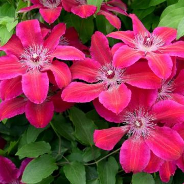 Clematis Ruby Glow