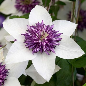 Clematis florida sieboldii - Bicolor sieboldiana Clematis