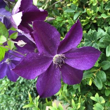 Clematis viticella Super Night