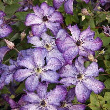 Clematis Super Nova