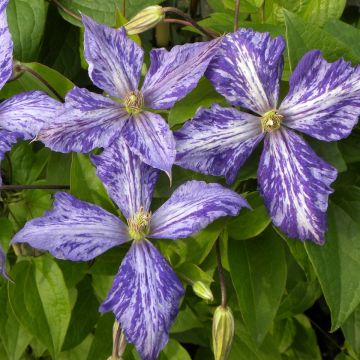 Clematis Tie Dye