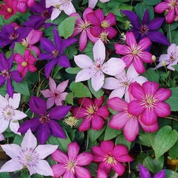 Clematis Tricolour - Pack of THREE