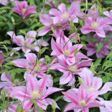 Clematis Volunteer