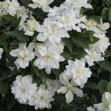 Clematis White Arabella