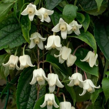 Clematis Winter Beauty - Evergreen, Hardy, Winter blooming climber - Flowers December to late March