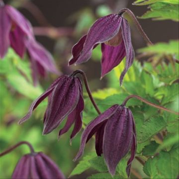 Clematis Brunette