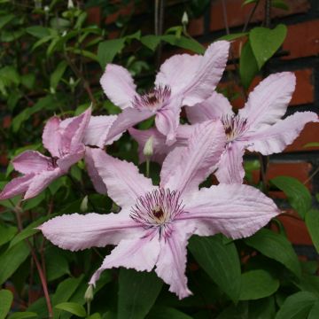Clematis Hagley Hybrid