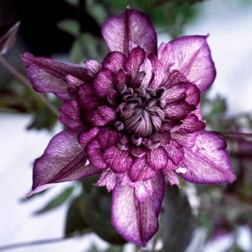 Clematis Cassis - Summer Flowering Clematis