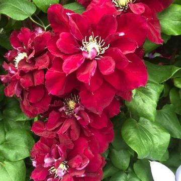 Clematis Charmaine - Summer Flowering Clematis