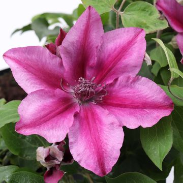 Clematis Darcy - Summer Flowering Clematis