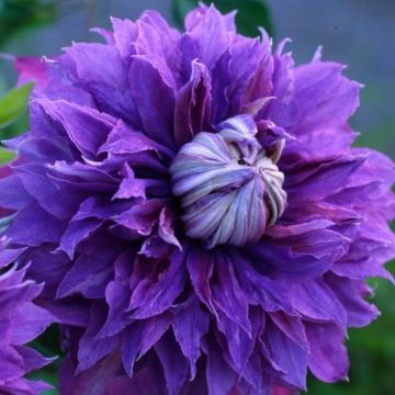 Clematis Diamantina - Summer Flowering Clematis