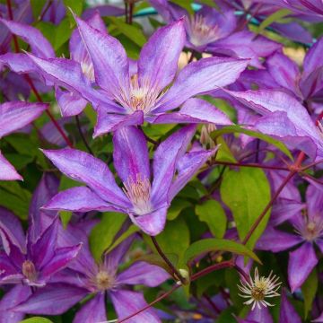 Large 6-7ft Specimen Climber - Clematis Dorothy Walton