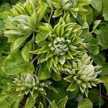 Clematis Green Passion