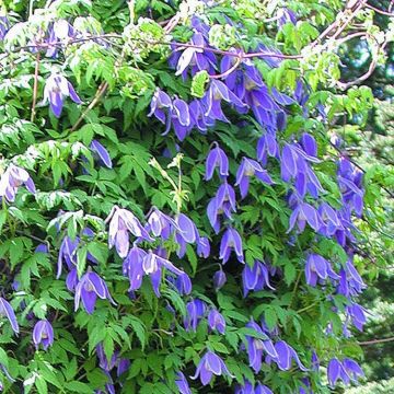 Clematis Jiska