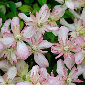 Clematis montana Marjorie