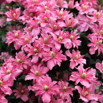 Large 6-7ft Climber - Clematis montana Broughton Star