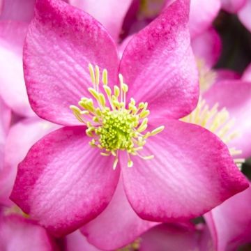 Clematis montana Freda - Spring Flowering Clematis