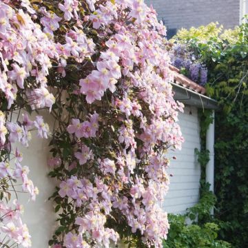 Clematis montana Mayleen - Large 6-7ft Specimen Plant - Pink Flowering Clematis