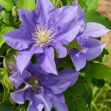 Clematis Olympia