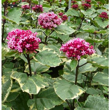 Clerodendrum bungei Pink Diamond