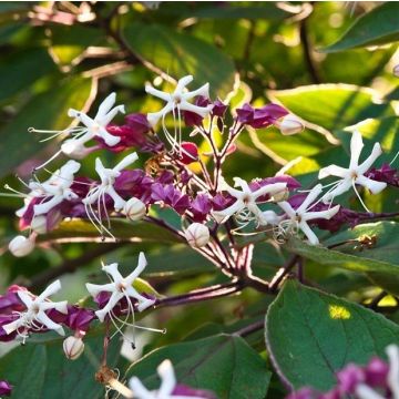 Clerodendrum trichotomum Fargesii - Large Specimen