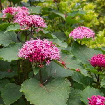 Clerodendrum bungei - Glory Flower - LARGE SPECIMEN