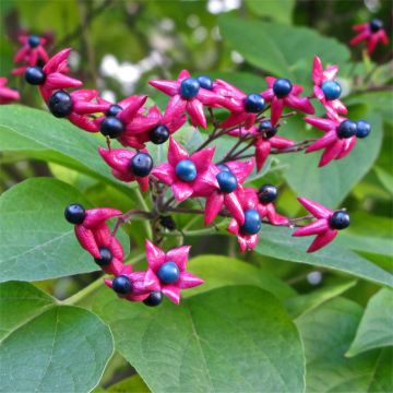 Clerodendrum trichotomum Purple Blaze - Harlequin Glory Bower