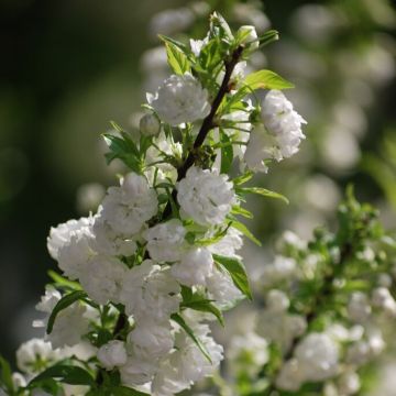 Prunus glandulosa 'Alboplena' - Chinese Bush Cherry