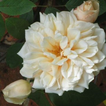 Climbing Rose Aimee Vibert