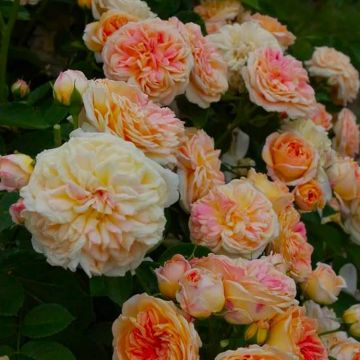 Climbing Rose 'Alchemist'