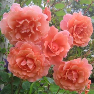 Large 6-7ft Specimen - Climbing Rose Alibaba - Apricot flowers