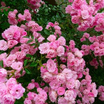 Climbing Rose Blush Rambler