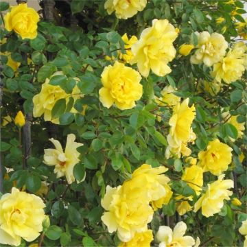Large 6-7ft Specimen - Climbing Rose Golden Age
