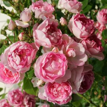 Large 6-7ft Specimen - Climbing Rose Jasmina