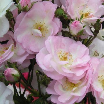 Large 6-7ft Specimen - Climbing Rose - Perennial Blush