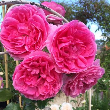 Large 5-6ft Specimen - Climbing Rose Pink Cloud