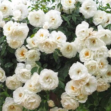 Climbing Rose Snow Storm