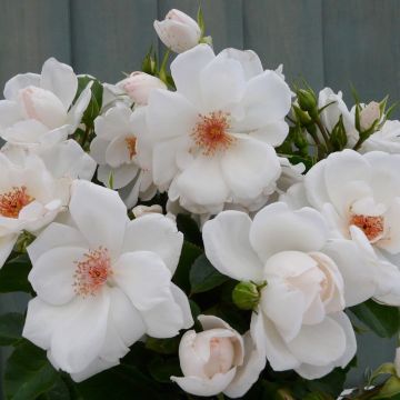 Rose 'Starlight Symphony' - Climbing Rose 