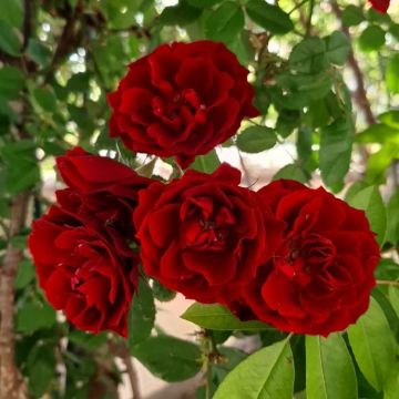 Large 6-7ft Specimen Climbing Rose - Rampichella