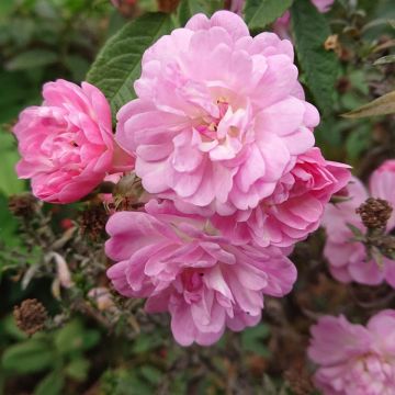 Large 5-6 ft Specimen Climbing Rose - Rosa Guirlande Rose