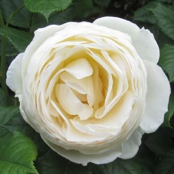Large 5-6ft Specimen Climbing Rose - Uetersener Klosterrose