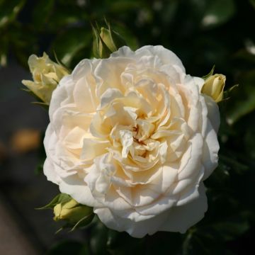 WINTER SALE - Large 6-7ft Climbing Rose Elfe