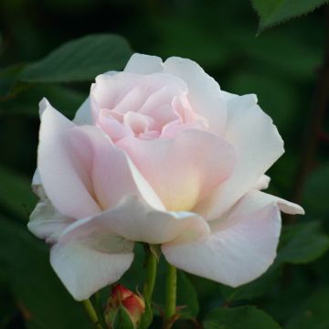 Large 5-6ft Climbing Rose Julia Renaissance