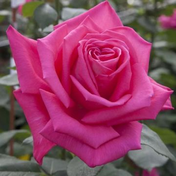 BLACK FRIDAY DEAL - Large 6-7ft Climbing Rose Lolita Lempicka