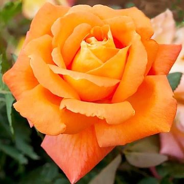 BLACK FRIDAY DEAL - Large 6-7ft Climbing Rose Louis de Funes