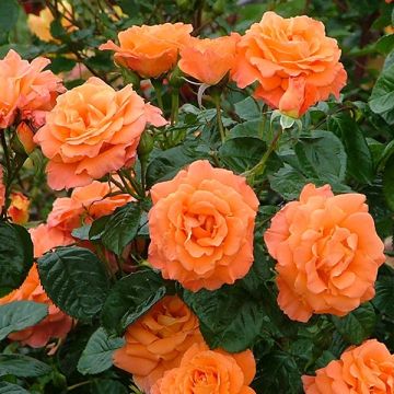 Large 5-7ft Climbing Rose Newsflash