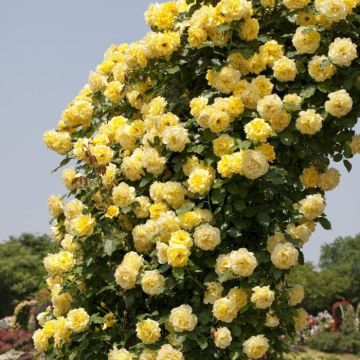 Large 6-7ft Climbing Rose Rimosa