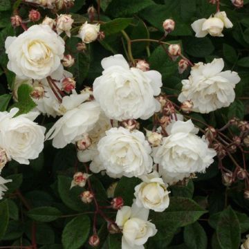 Large 5-6ft Climbing Rose Snow Princess