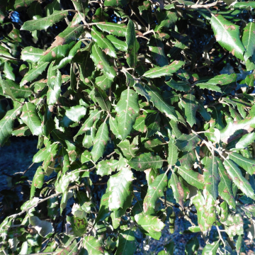 Quercus ilex - Holm Oak Tree